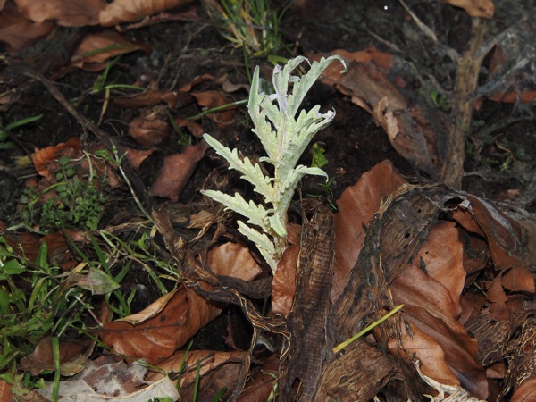 Kronärtskockan skjuter nya blad.