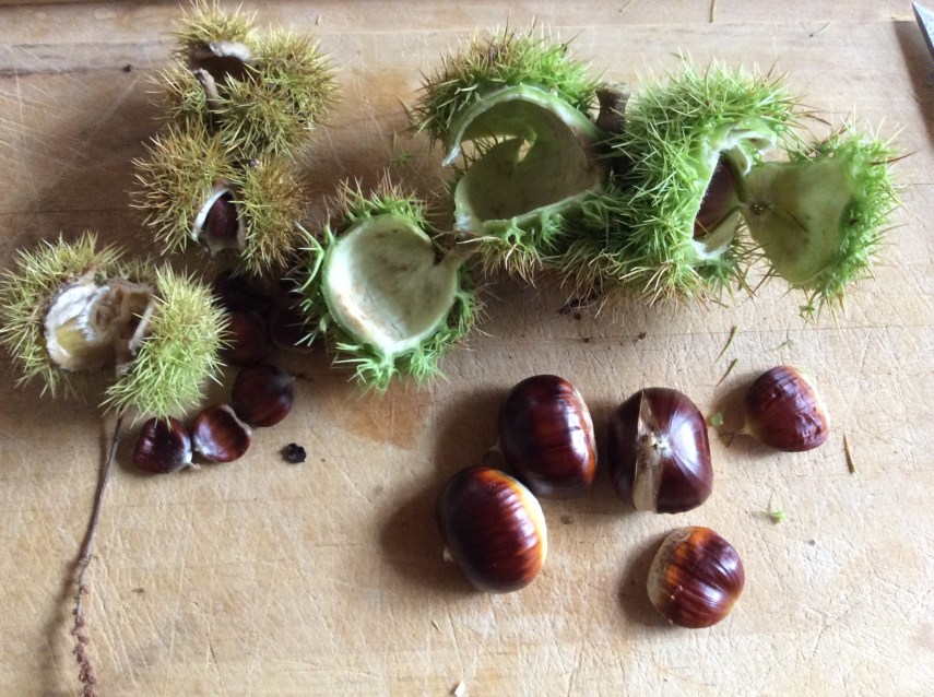 Pollinerade och opollinerade ätliga kastanjer