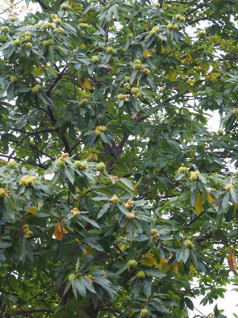 Pollinerade och opollinerade ätliga kastanjer