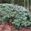 18022017-6422-rhododendron-yakushimanunm-koichiro-wada-3