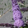 buddleja_davidii_orchid_beauty_-_vlinderstruik 2