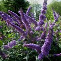 buddleja_davidii_orchid_beauty_-_vlinderstruik